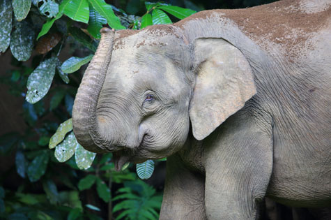 Borneo Sabah Asian Elephant