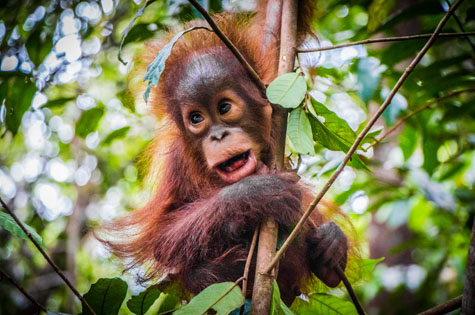 Borneo young Orang Utan