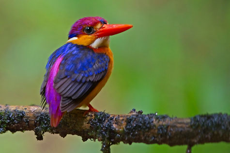 Oriental Dwarf Kingfisher