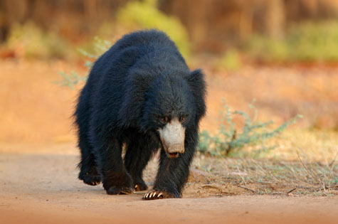 India Sloth Bear