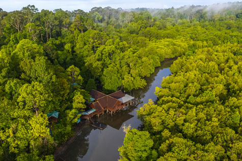 Sepilok Laut Forest Borneo