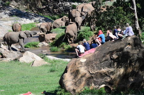 Walking safari watching elephants