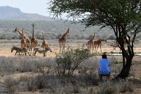 Guided bush walks