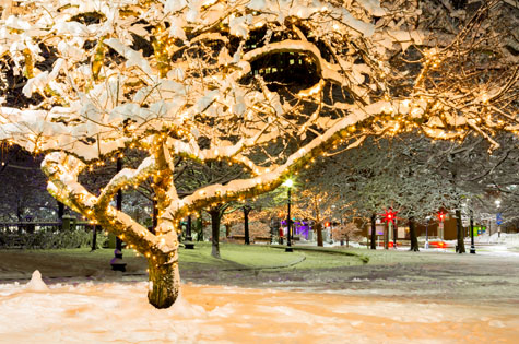 Boston Christmas frozen trees lights