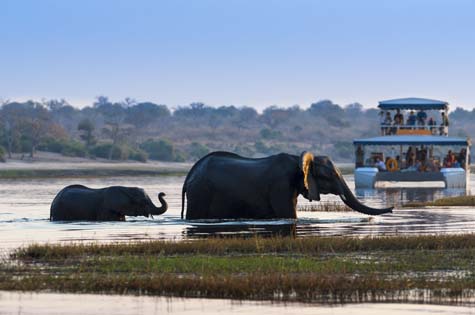 Botswana Elephants Chobe