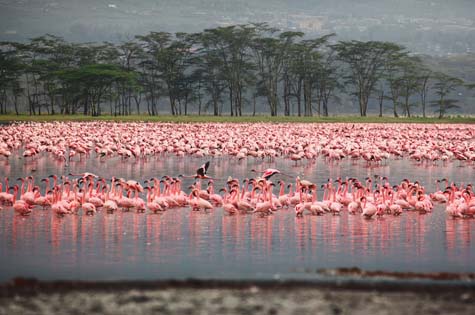 Flamingos Lake Nakuru Kenya