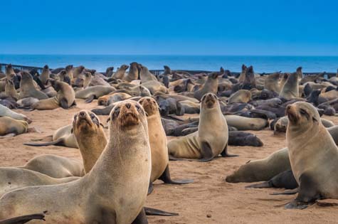 Namibia - Cape Cross seal colony