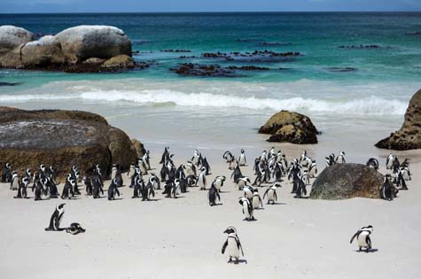 South Africa Cape Town penguins Boulders Beach