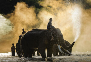 Thailand - Asian Elephants bathing Chiang Mai