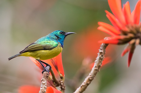 Saint Lucia Collared Sunbird