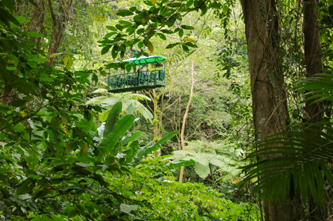 Saint Lucia Tram Tour through the rainforest