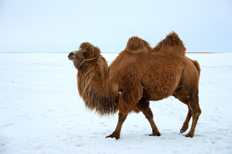 Central Asia Bactrian Camel in winter