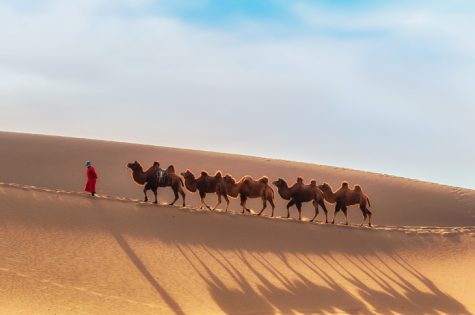 Mongolia Camel Train