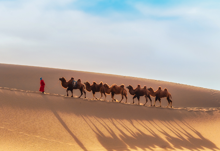 Mongolia Camel Train