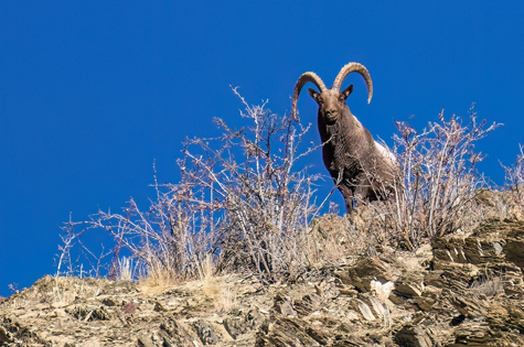 India-Ladakh-Mangue - Ibex Male 2 © Varun N Mathur