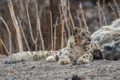 India-Ladakh-Rumbak Village - Snow Leopard 3 © Varun N Mathur