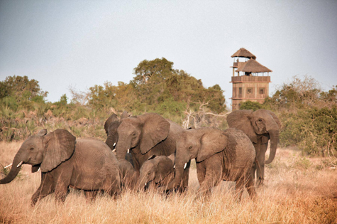 Elephants in Saadani at Bab's Camp