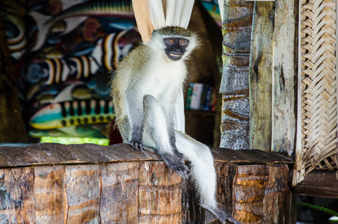 Monkey at Saadani