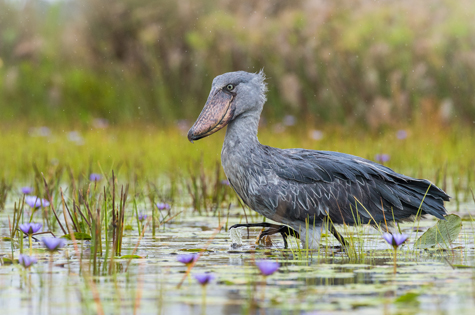 Shoebill