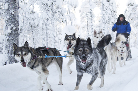 Dog sledding